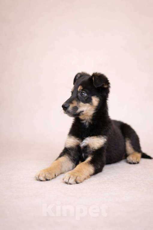 Собаки в Красногорске: Щенок Моника 2 месяца в добрые руки Девочка, Бесплатно - фото 3