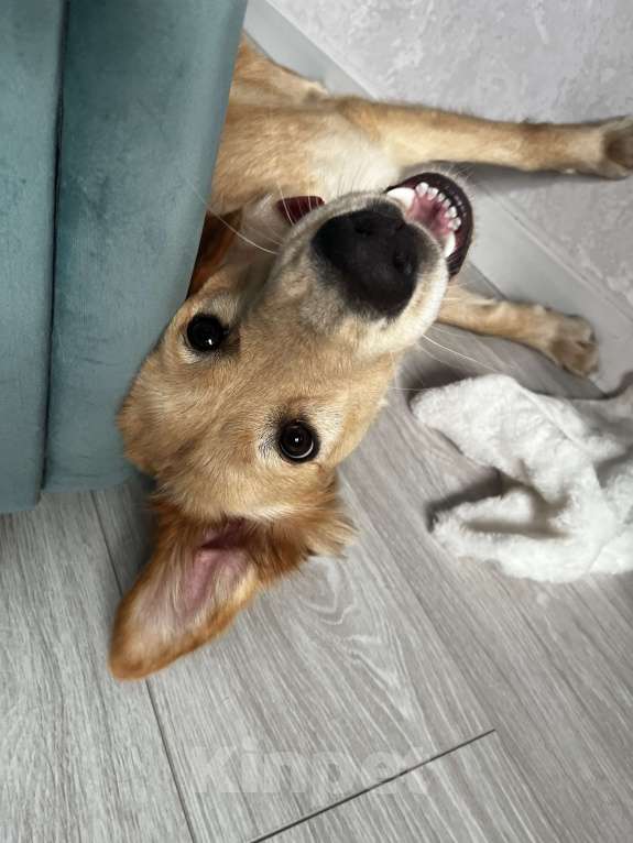 Собаки в Мурином: Золотистый ретривер в добрые руки  Девочка, Бесплатно - фото 5