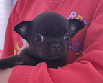Собаки в Санкт-Петербурге: Малышка чихуахуа Девочка, 120 000 руб. - фото 1