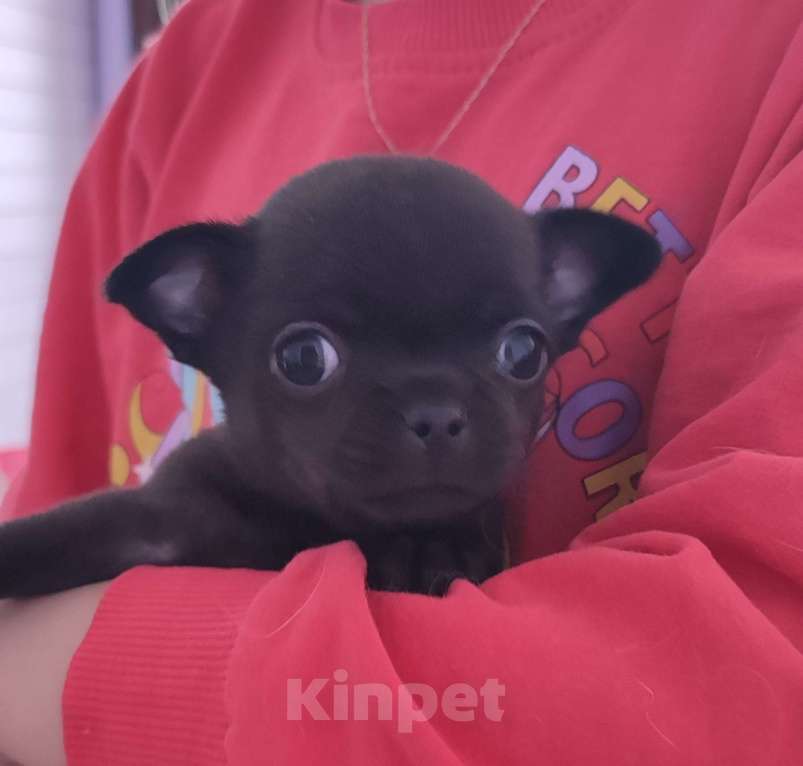 Собаки в Санкт-Петербурге: Малышка чихуахуа Девочка, 120 000 руб. - фото 1