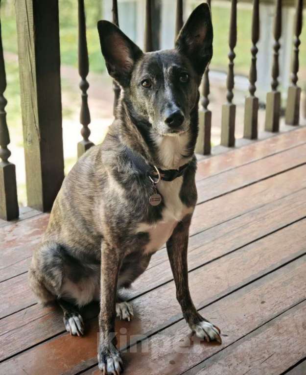 Собаки в Москве: Бетси  нужен дом! Девочка, Бесплатно - фото 3