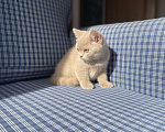 Кошки в Москве: Кошка окрас фавн  Девочка, Бесплатно - фото 5