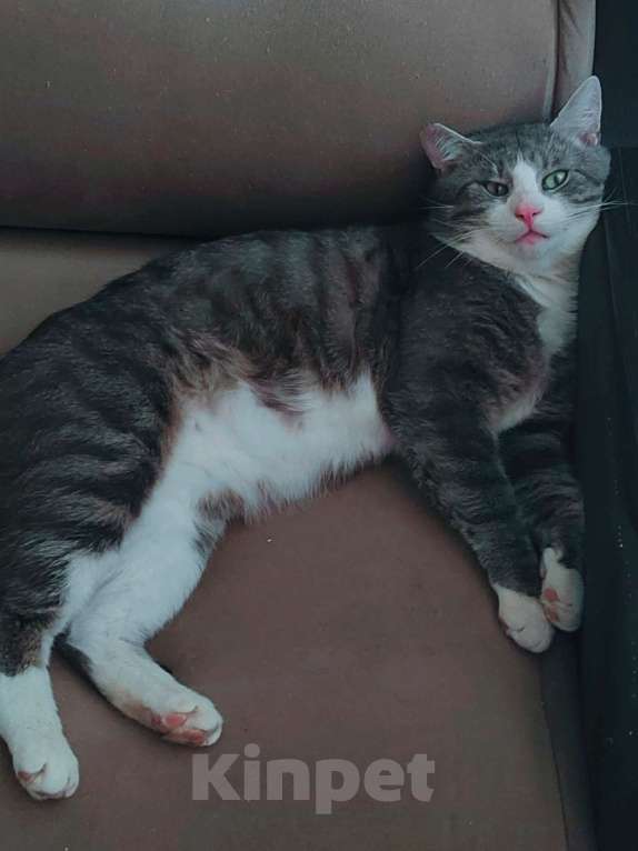 Кошки в Санкт-Петербурге: Абсолютно социализированный котик Феденька ищет родителей! Мальчик, Бесплатно - фото 2