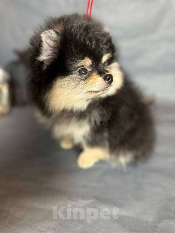 Собаки в Москве: Арчибальд Мальчик, 35 000 руб. - фото 2