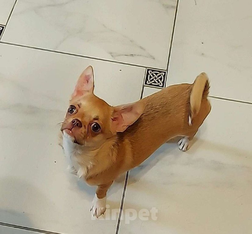 Собаки в Новосибирске: Красивая и типажная девочка! Девочка, Бесплатно - фото 1