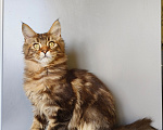 Кошки в Москве: Котенок Мейн-Кун Девочка Девочка, 45 000 руб. - фото 2