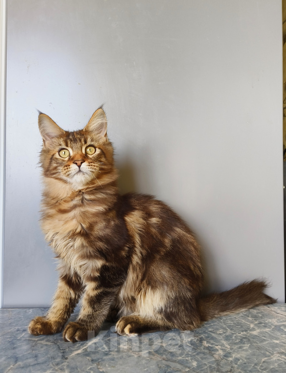 Кошки в Москве: Котенок Мейн-Кун Девочка Девочка, 45 000 руб. - фото 2