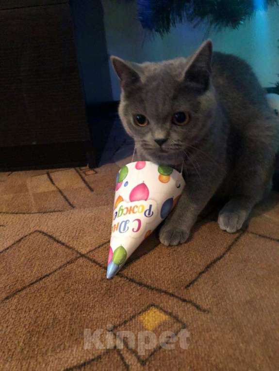 Кошки в Краснодаре: Британская кошечка  Девочка, 1 руб. - фото 2