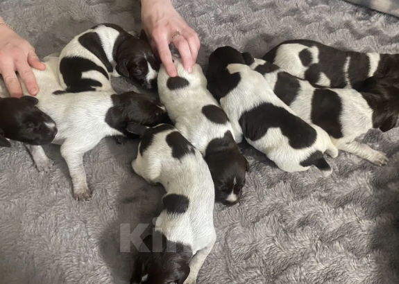 Собаки в Твери: Отдам в добрые руки  Мальчик, Бесплатно - фото 2