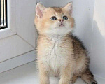 Кошки в Самаре: Британские котята Девочка, Бесплатно - фото 1