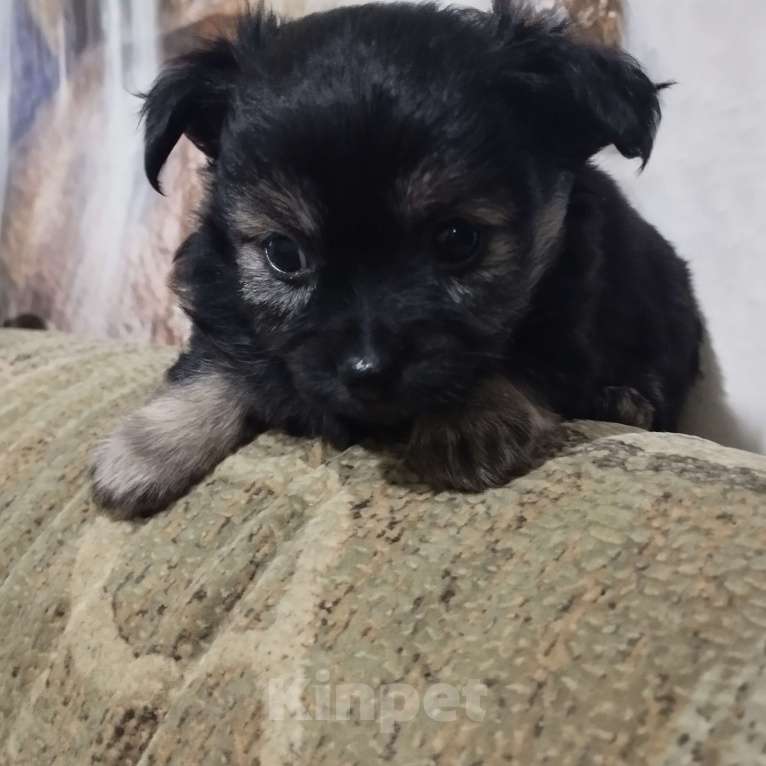 Собаки в Владикавказе: Мини Мальчик, 3 000 руб. - фото 4