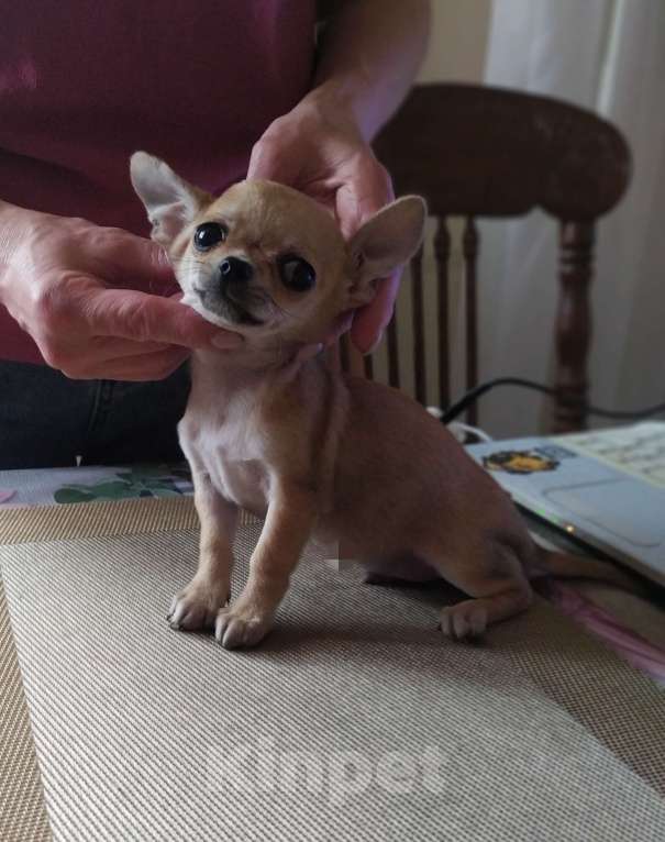 Собаки в Москве: Гномик, мини чихуахуа  Мальчик, 40 000 руб. - фото 2
