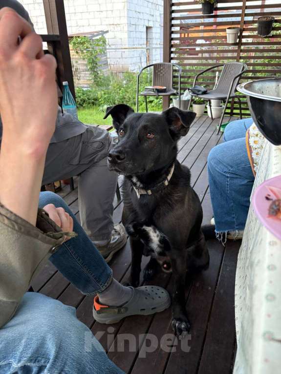 Собаки в Королеве: ‼️ПРОПАЛА СОБАКА‼️ Мальчик, 1 000 руб. - фото 3