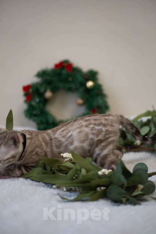 Кошки в Нижнекамске: Атлас Мальчик, Бесплатно - фото 8