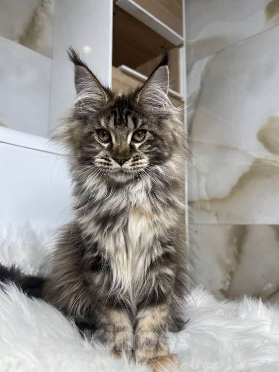 Кошки в Краснодаре: Мейн-кун девочка в разведение Девочка, 130 000 руб. - фото 4