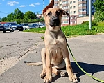 Собаки в Москве: Щенок 4х месяцев Ванесса в добрые руки Девочка, Бесплатно - фото 1