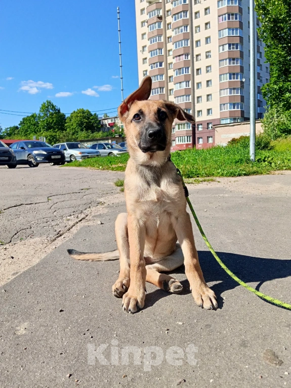 Собаки в Москве: Щенок 4х месяцев Ванесса в добрые руки Девочка, Бесплатно - фото 1