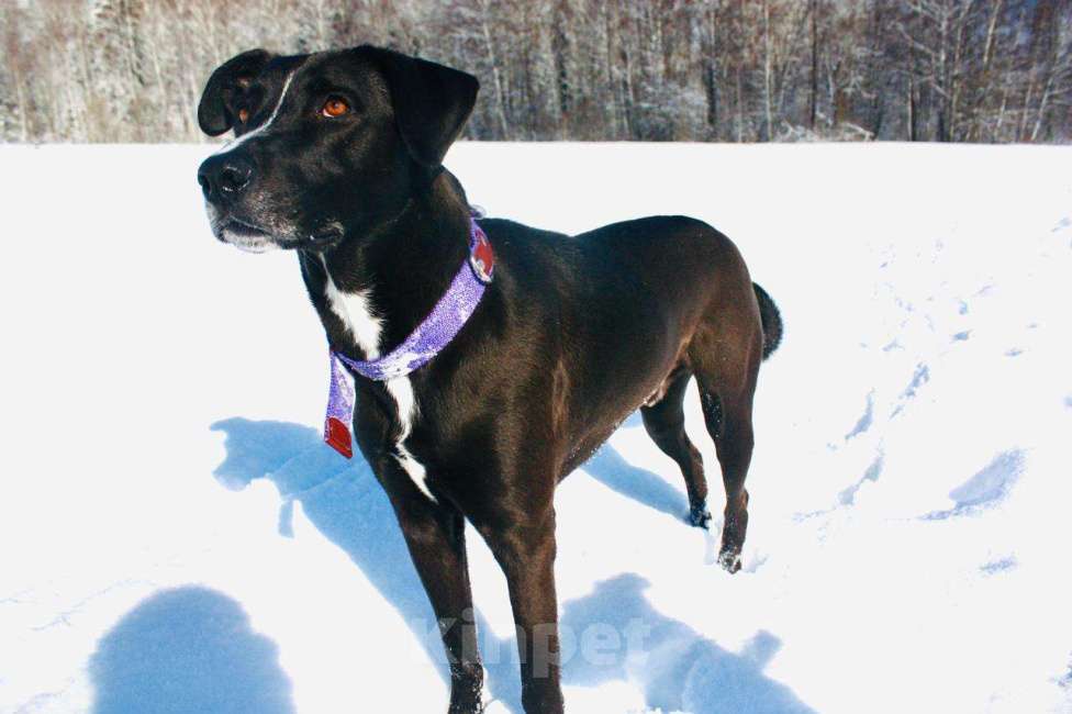 Собаки в Москве: Холёный пёс Бернард, который вынужден покинуть дом Мальчик, Бесплатно - фото 6