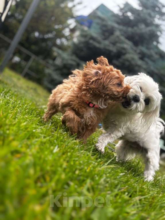 Собаки в Лиски: Мальтипу F1 мини Мальчик, Бесплатно - фото 3