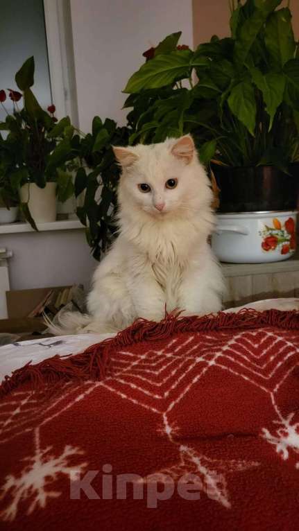 Кошки в Москве: Котик в добрые руки  Мальчик, Бесплатно - фото 1