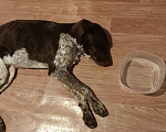Собаки в Крымске: Найден кобель курцхаар, 2-3 года Мальчик, 1 руб. - фото 1