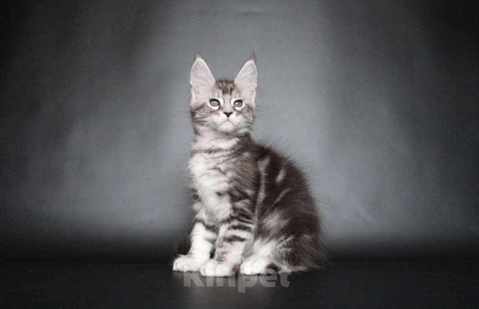 Кошки в Екатеринбурге: Котёнок мейн-кун Кристофер мальчик Мальчик, 35 000 руб. - фото 5