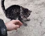 Кошки в Симферополе: Котенок в добрые руки Девочка, Бесплатно - фото 3
