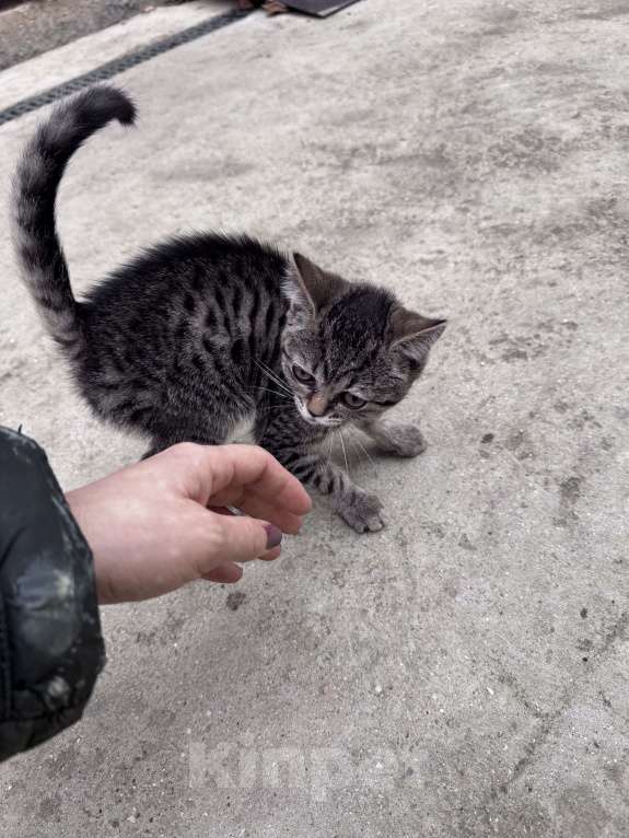 Кошки в Симферополе: Котенок в добрые руки Девочка, Бесплатно - фото 3