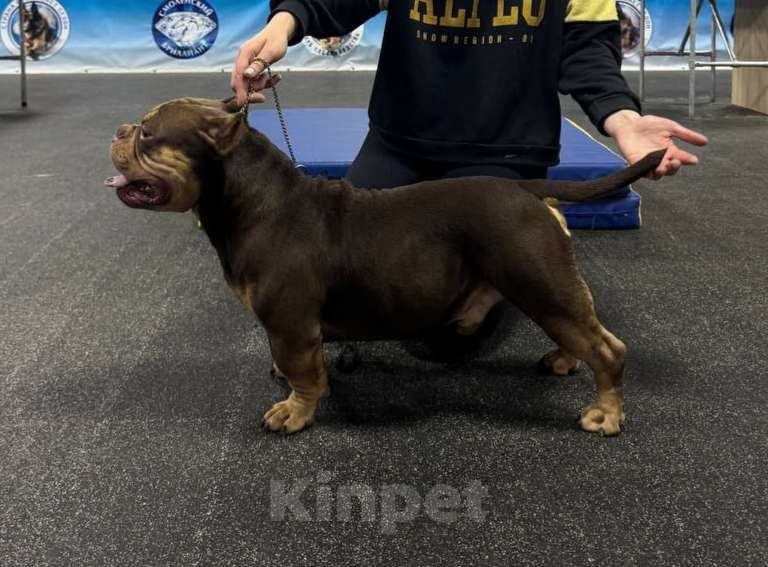 Собаки в Сочи: Щенки, Американские булли Мальчик, Бесплатно - фото 9