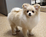 Собаки в Тюмени: Девочка померанского шпица Девочка, 35 000 руб. - фото 1
