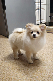 Девочка померанского шпица