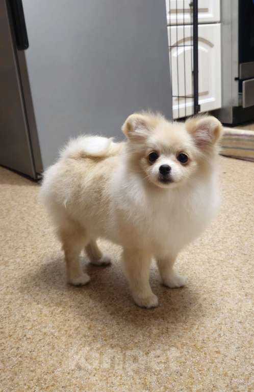 Собаки в Тюмени: Девочка померанского шпица Девочка, 35 000 руб. - фото 1