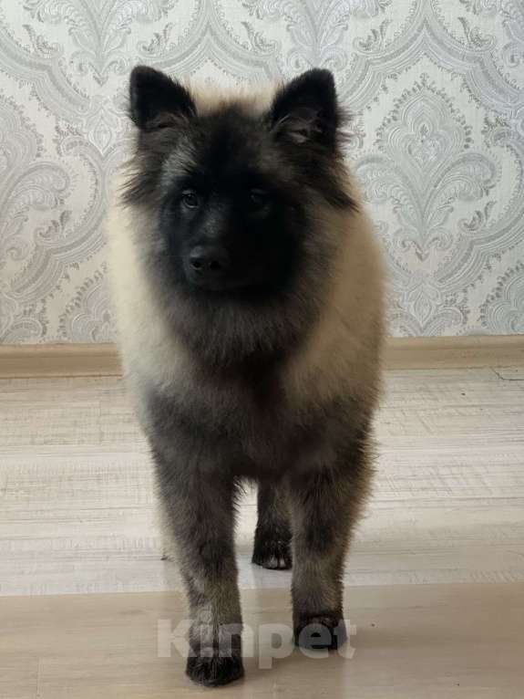 Собаки в Москве: Тайга Из Воронцовского Дворца  Девочка, 80 000 руб. - фото 10