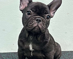 Собаки в Владивостоке: Малышка французского бульдога Девочка, 70 000 руб. - фото 7