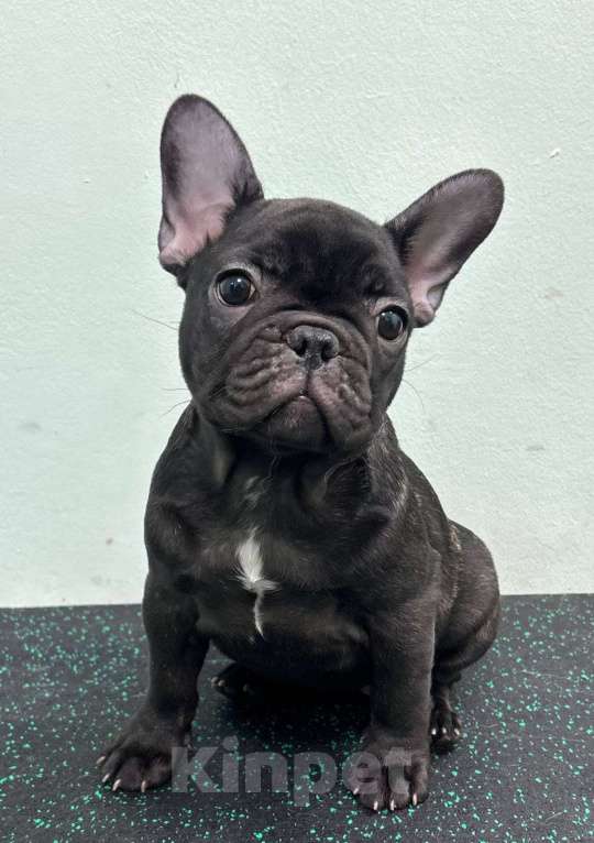 Собаки в Владивостоке: Малышка французского бульдога Девочка, 70 000 руб. - фото 7