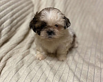 Собаки в Санкт-Петербурге: Милашечка ши тцу  Девочка, 35 000 руб. - фото 1