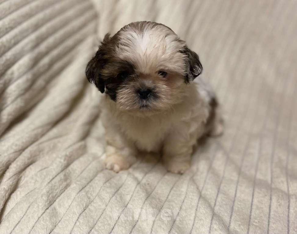 Собаки в Санкт-Петербурге: Милашечка ши тцу  Девочка, 35 000 руб. - фото 1