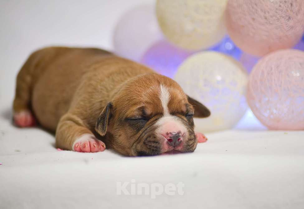 Собаки в Москве: Яркая красавица амстафф Девочка, 60 000 руб. - фото 2