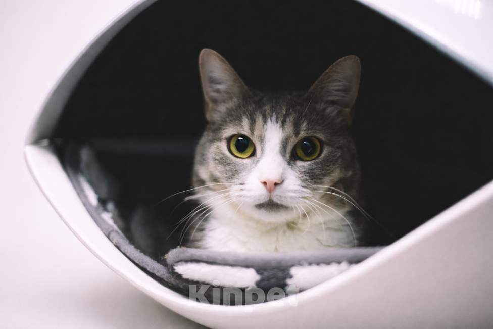 Кошки в Москве: Чикуля ищет своего человека  Девочка, Бесплатно - фото 5