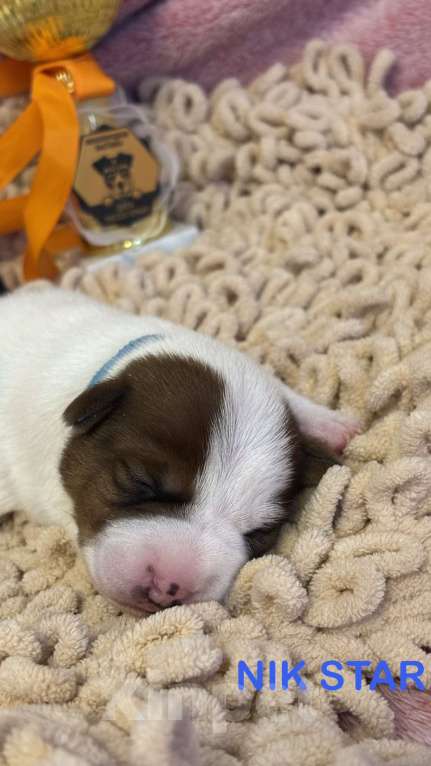 Собаки в Москве: Щенок джек-рассел-терьер от титулованных родителей  Мальчик, 40 000 руб. - фото 5