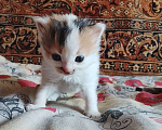 Кошки в других городах Тульской области: Продаю котят Девочка, Бесплатно - фото 1