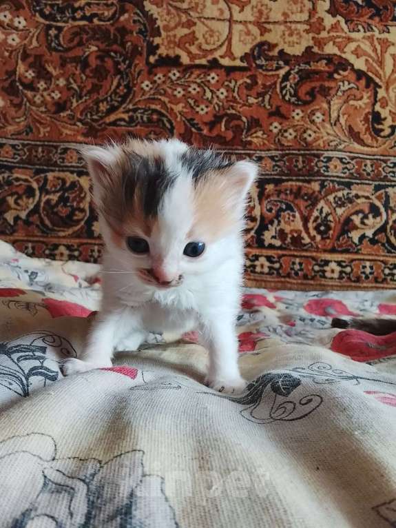 Кошки в других городах Тульской области: Продаю котят Девочка, Бесплатно - фото 1