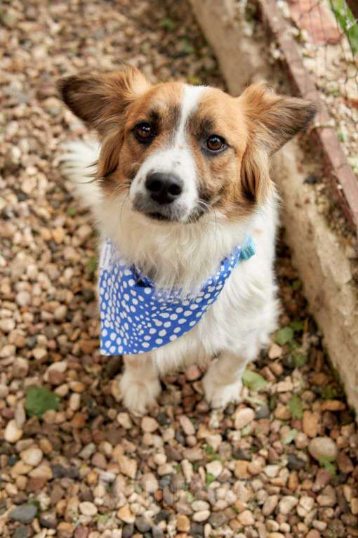 Собаки в других городах Московской области: Арни ищет семью Мальчик, Бесплатно - фото 6