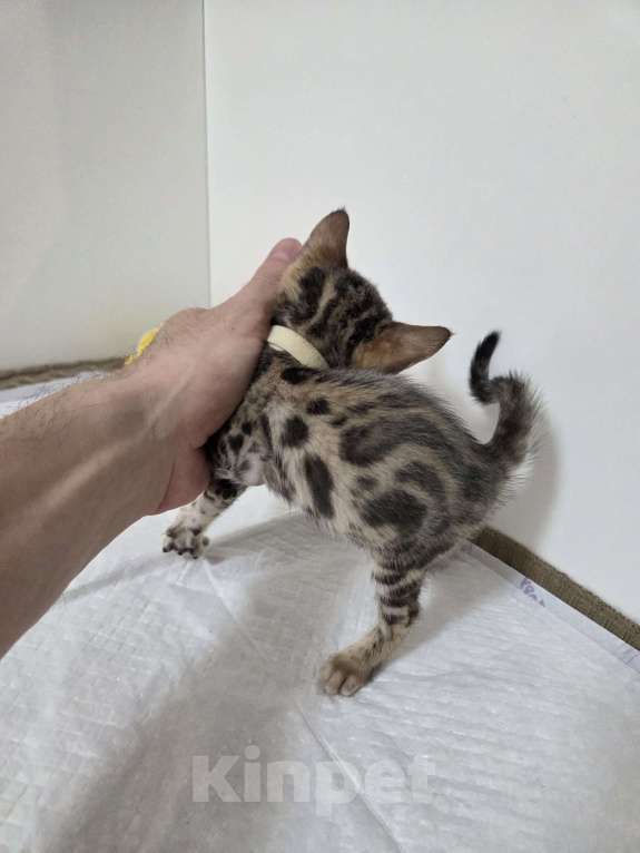 Кошки в Красногорске: Бенгальские малыши  Девочка, 30 000 руб. - фото 4