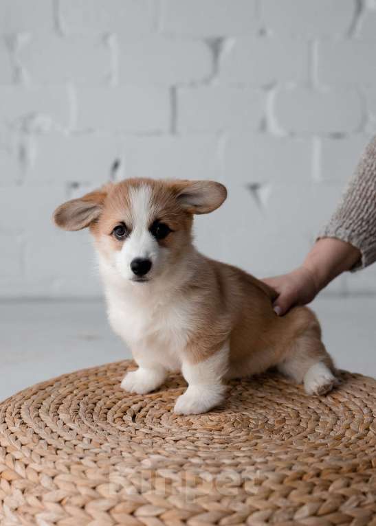 Собаки в Саратове: Щенки вельш-корги пемброк Мальчик, Бесплатно - фото 6