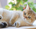 Кошки в Кингисеппе: Золотые тикированные, 15 000 руб. - фото 8