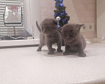 Кошки в Собинке: Британские вислоухие дети, 2 300 руб. - фото 1