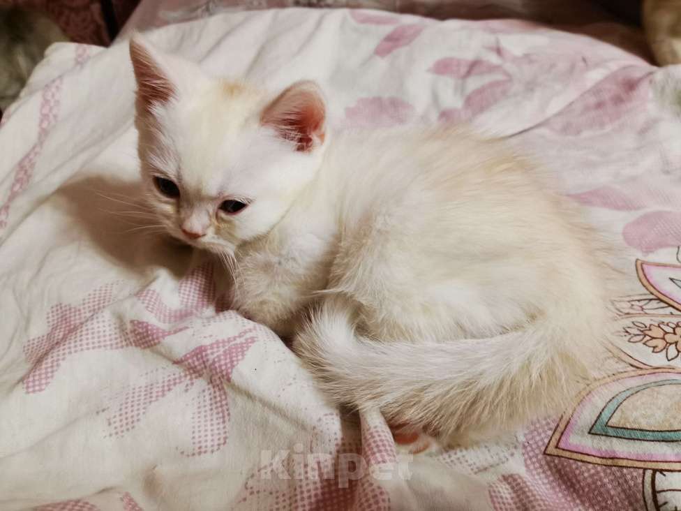 Кошки в Москве: Британские и Шотландские котята  Девочка, 12 000 руб. - фото 7