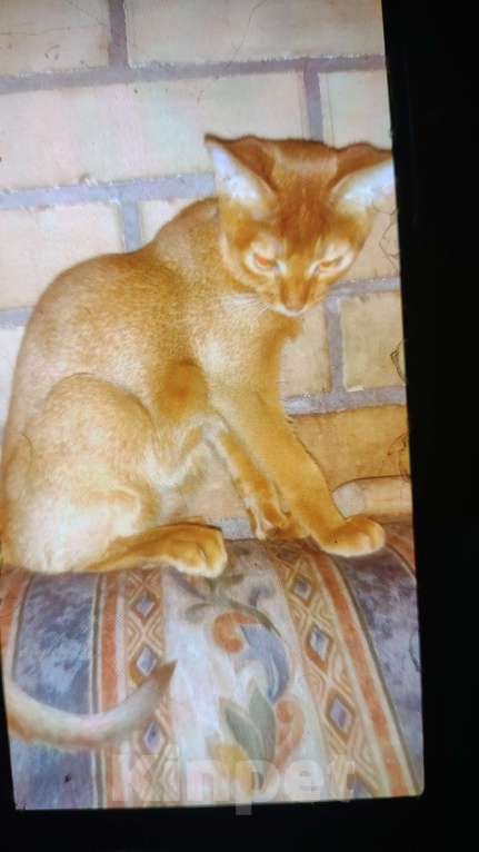 Кошки в Москве: Великолепные котята Абиссинской породы голубого  и соррель окрасов,ОСТАЛИСЬ 2 мальчика Мальчик, 30 000 руб. - фото 4