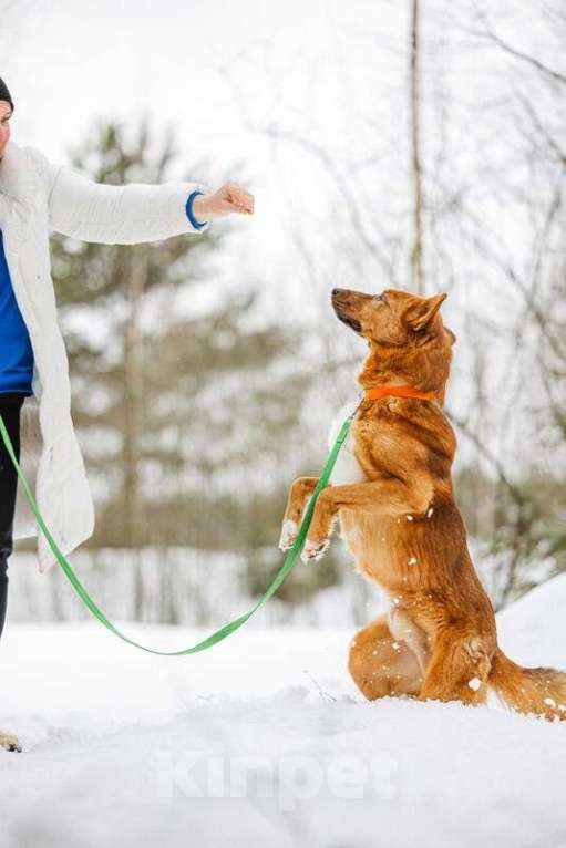 Собаки в Москве: Рыжий лис Расти в добрые руки Мальчик, Бесплатно - фото 3